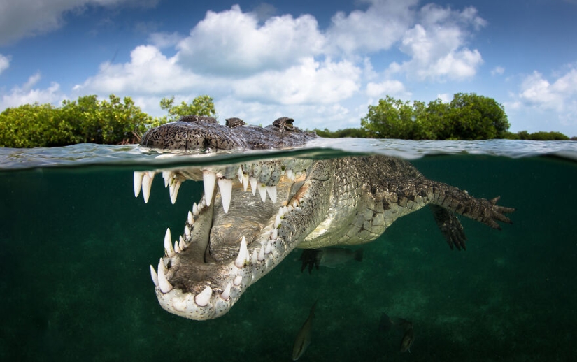 Se acaban de anunciar los finalistas de los Ocean Photography Awards Se acaban de anunciar los finalistas de los Ocean Photography Awards