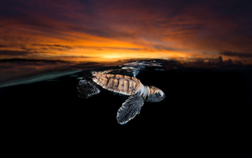 Se acaban de anunciar los finalistas de los Ocean Photography Awards Se acaban de anunciar los finalistas de los Ocean Photography Awards