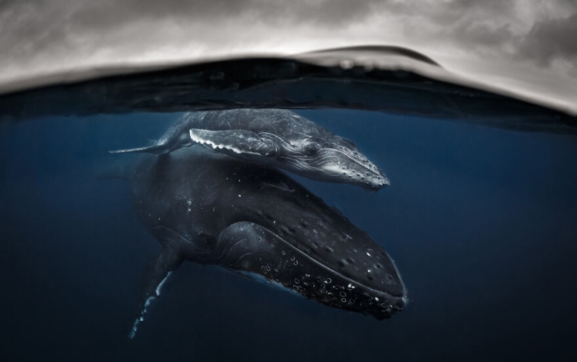 Se acaban de anunciar los finalistas de los Ocean Photography Awards Se acaban de anunciar los finalistas de los Ocean Photography Awards