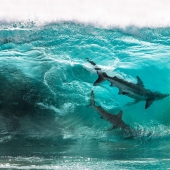 Se acaban de anunciar los finalistas de los Ocean Photography Awards