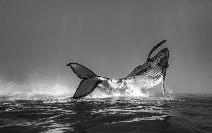Se acaban de anunciar los finalistas de los Ocean Photography Awards Se acaban de anunciar los finalistas de los Ocean Photography Awards