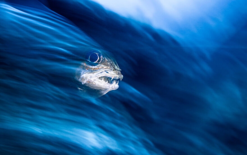 Se acaban de anunciar los finalistas de los Ocean Photography Awards Se acaban de anunciar los finalistas de los Ocean Photography Awards