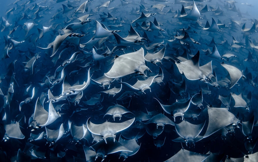 Se acaban de anunciar los finalistas de los Ocean Photography Awards Se acaban de anunciar los finalistas de los Ocean Photography Awards