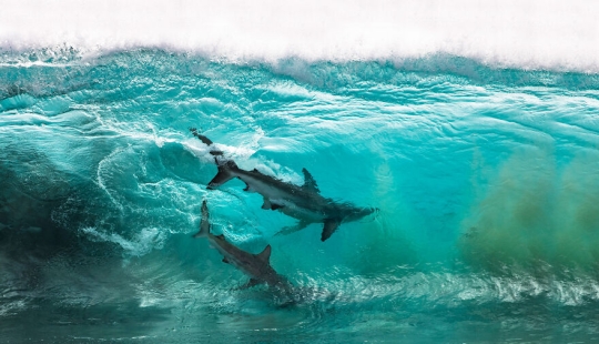 Se acaban de anunciar los finalistas de los Ocean Photography Awards