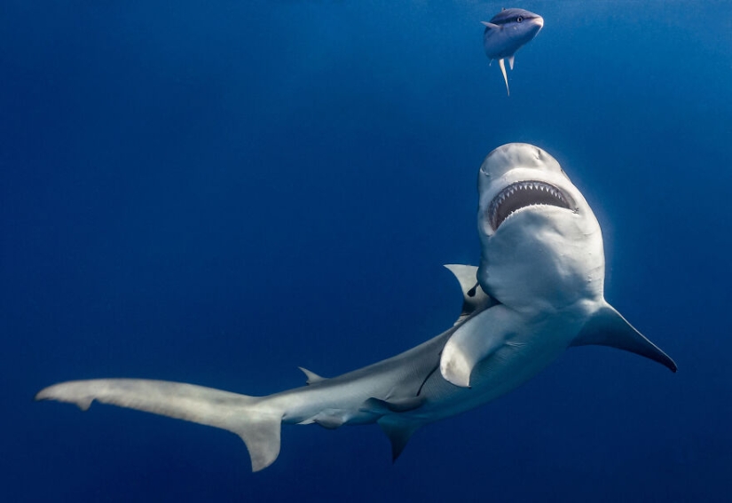 Se acaban de anunciar los finalistas de los Ocean Photography Awards Se acaban de anunciar los finalistas de los Ocean Photography Awards