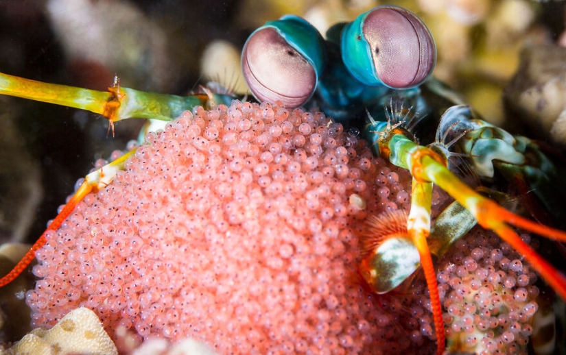 Se acaban de anunciar los finalistas de los Ocean Photography Awards Se acaban de anunciar los finalistas de los Ocean Photography Awards