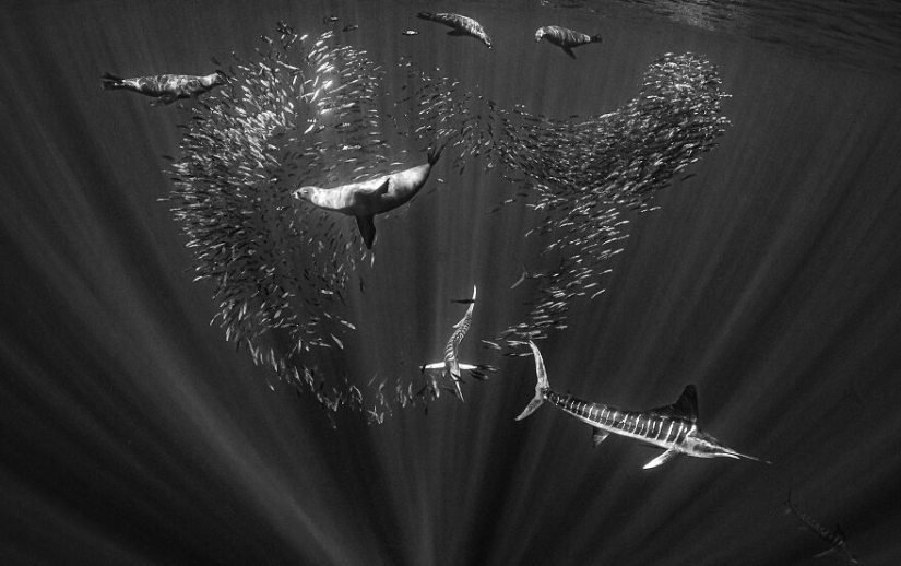 Se acaban de anunciar los finalistas de los Ocean Photography Awards Se acaban de anunciar los finalistas de los Ocean Photography Awards