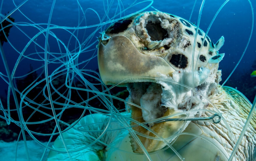 Se acaban de anunciar los finalistas de los Ocean Photography Awards Se acaban de anunciar los finalistas de los Ocean Photography Awards