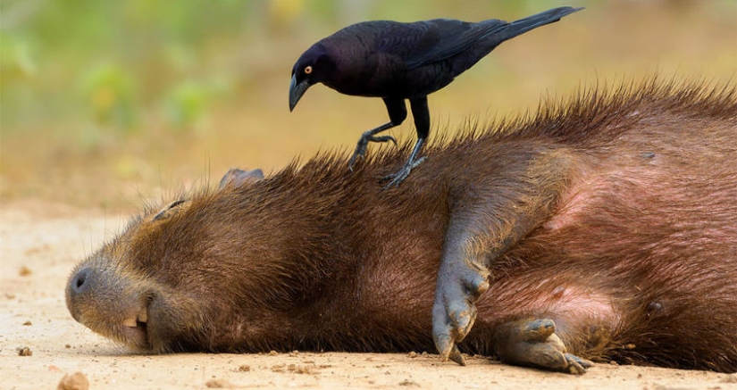 Se han anunciado los finalistas del concurso Fotógrafo de Aves del Año 2018, y las fotos son solo una canción