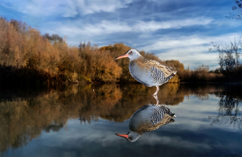 Se han anunciado los finalistas del concurso Fotógrafo de Aves del Año 2018, y las fotos son solo una canción