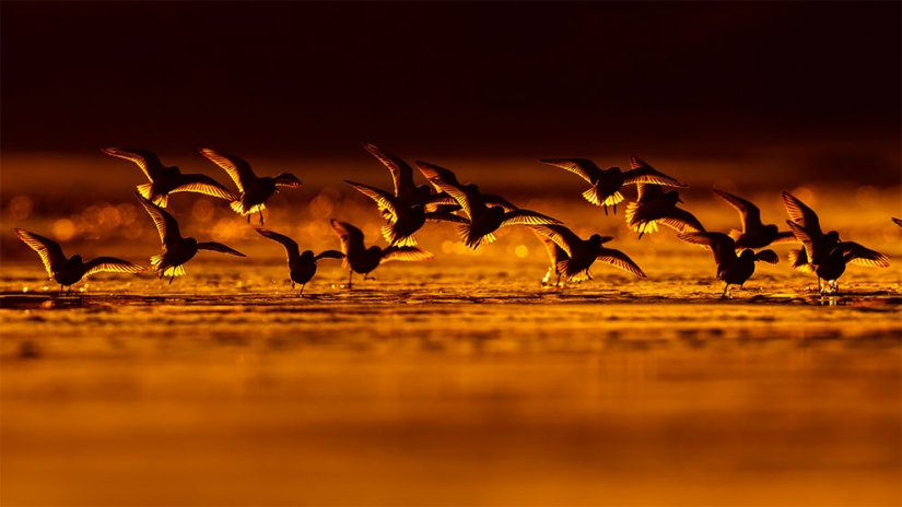 Se han anunciado los finalistas del concurso Fotógrafo de Aves del Año 2018, y las fotos son solo una canción