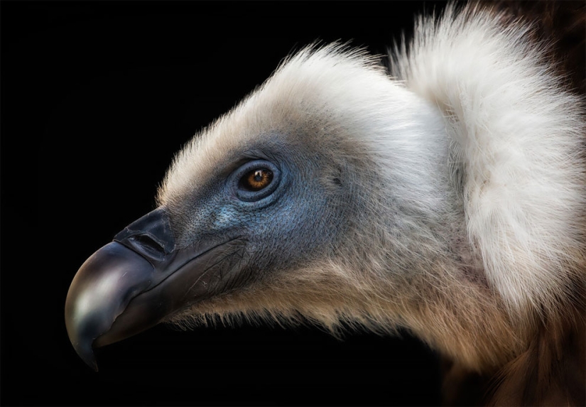 Se han anunciado los finalistas del concurso Fotógrafo de Aves del Año 2018, y las fotos son solo una canción