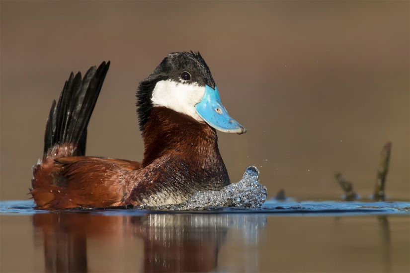 Se han anunciado los finalistas del concurso Fotógrafo de Aves del Año 2018, y las fotos son solo una canción