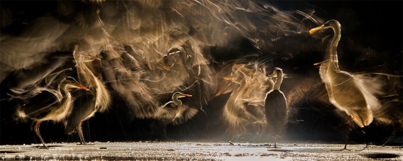 Se han anunciado los finalistas del concurso Fotógrafo de Aves del Año 2018, y las fotos son solo una canción
