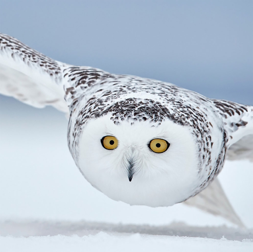 Se han anunciado los finalistas del concurso Fotógrafo de Aves del Año 2018, y las fotos son solo una canción