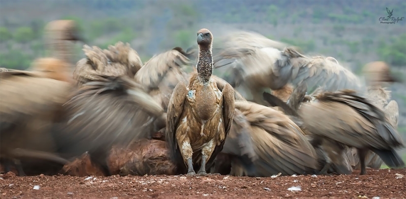 Se han anunciado los finalistas del concurso Fotógrafo de Aves del Año 2018, y las fotos son solo una canción