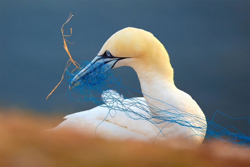 Se han anunciado los finalistas del concurso Fotógrafo de Aves del Año 2018, y las fotos son solo una canción