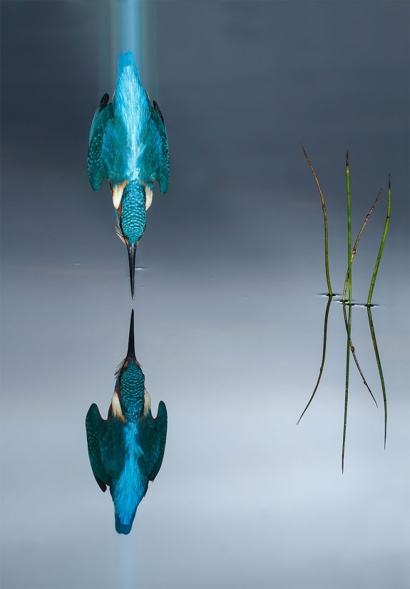 Se han anunciado los finalistas del concurso Fotógrafo de Aves del Año 2018, y las fotos son solo una canción