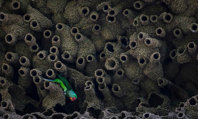 Se han anunciado los finalistas del concurso Fotógrafo de Aves del Año 2018, y las fotos son solo una canción