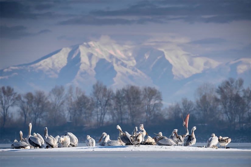 Se han anunciado los finalistas del concurso Fotógrafo de Aves del Año 2018, y las fotos son solo una canción