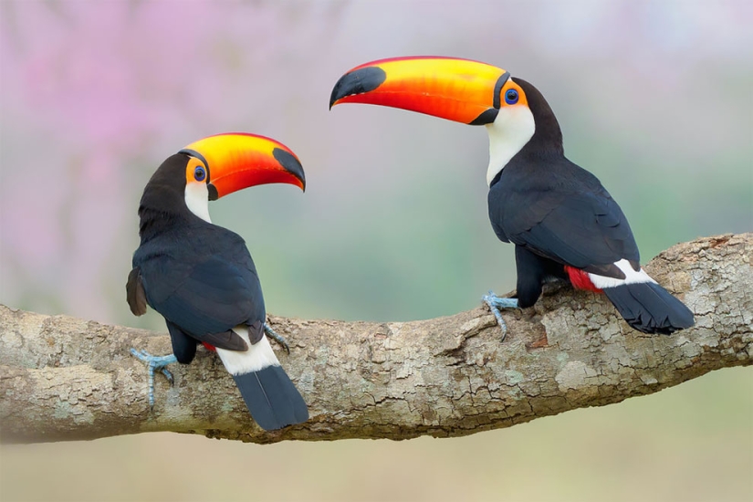 Se han anunciado los finalistas del concurso Fotógrafo de Aves del Año 2018, y las fotos son solo una canción