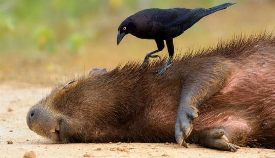 Se han anunciado los ganadores del concurso de fotografía Siena International Photo Awards 2017