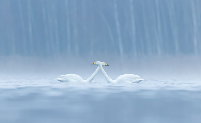 Se han anunciado los finalistas del concurso Fotógrafo de Aves del Año 2018, y las fotos son solo una canción