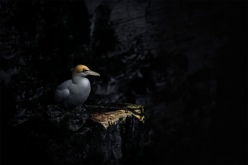Se han anunciado los finalistas del concurso Fotógrafo de Aves del Año 2018, y las fotos son solo una canción