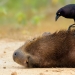 Se han anunciado los finalistas del concurso Fotógrafo de Aves del Año 2018, y las fotos son solo una canción Se han anunciado los finalistas del concurso Fotógrafo de Aves del Año 2018, y las fotos son solo una canción