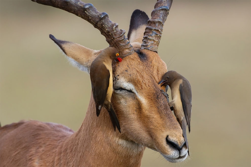 Se han anunciado los finalistas del concurso Fotógrafo de Aves del Año 2018, y las fotos son solo una canción