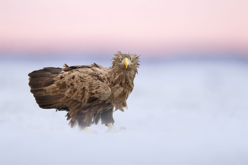 Se han anunciado los finalistas del concurso Fotógrafo de Aves del Año 2018, y las fotos son solo una canción