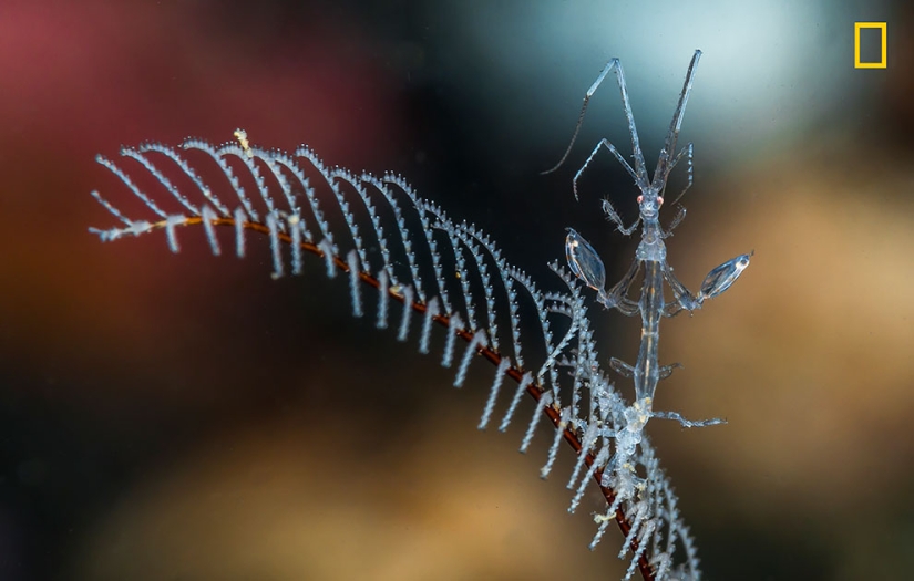 Se publican los primeros trabajos del concurso fotográfico Fotógrafo de Naturaleza del Año de National Geographic Se publican los primeros trabajos del concurso fotográfico Fotógrafo de Naturaleza del Año de National Geographic