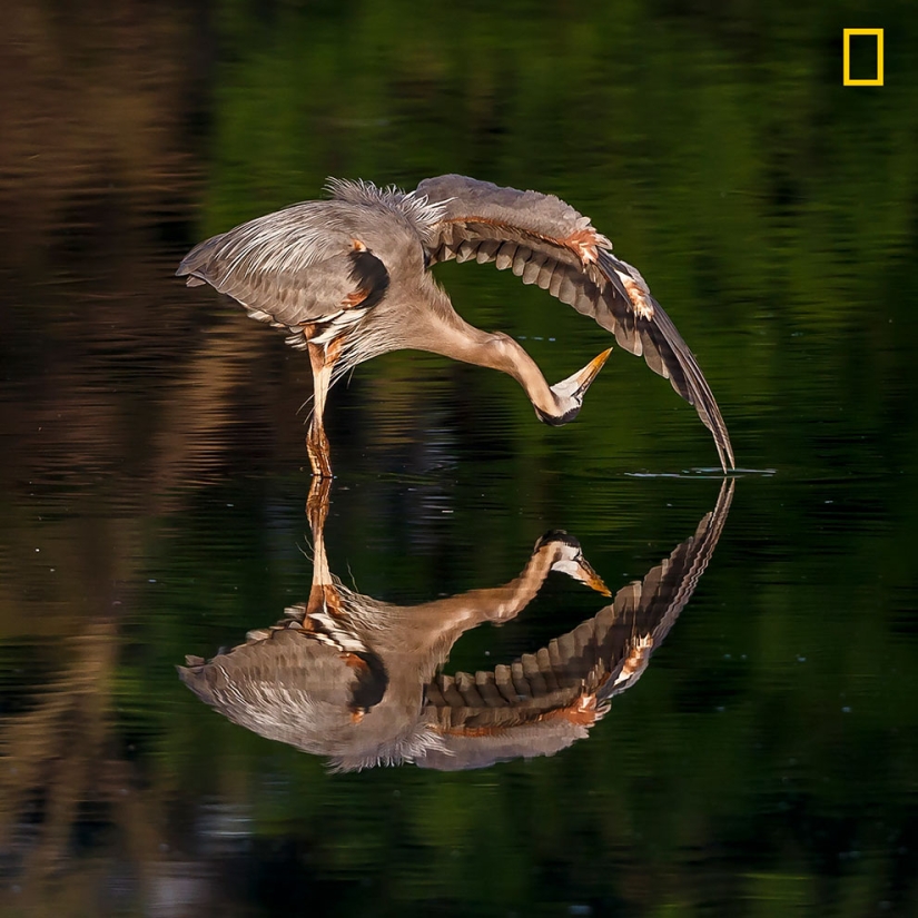 Se publican los primeros trabajos del concurso fotográfico Fotógrafo de Naturaleza del Año de National Geographic Se publican los primeros trabajos del concurso fotográfico Fotógrafo de Naturaleza del Año de National Geographic