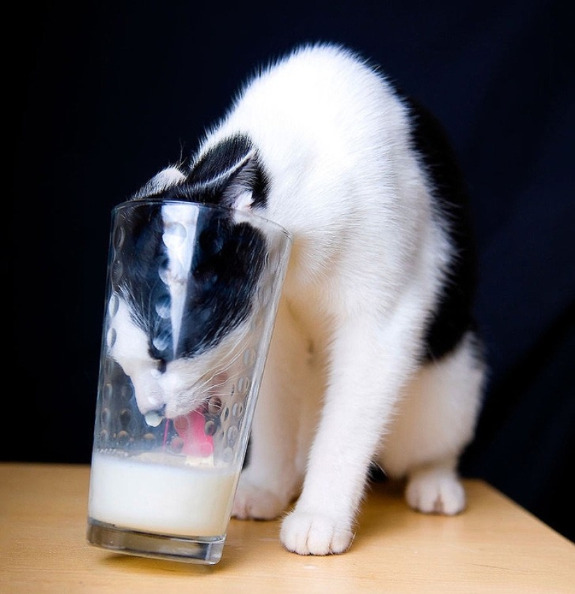 Seals who were caught by surprise