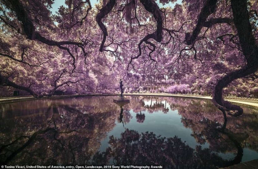Selfies de monjas, fascinante iceberg y libertinaje en Jerusalén: quién será el ganador de los Sony World Photography Awards 2019