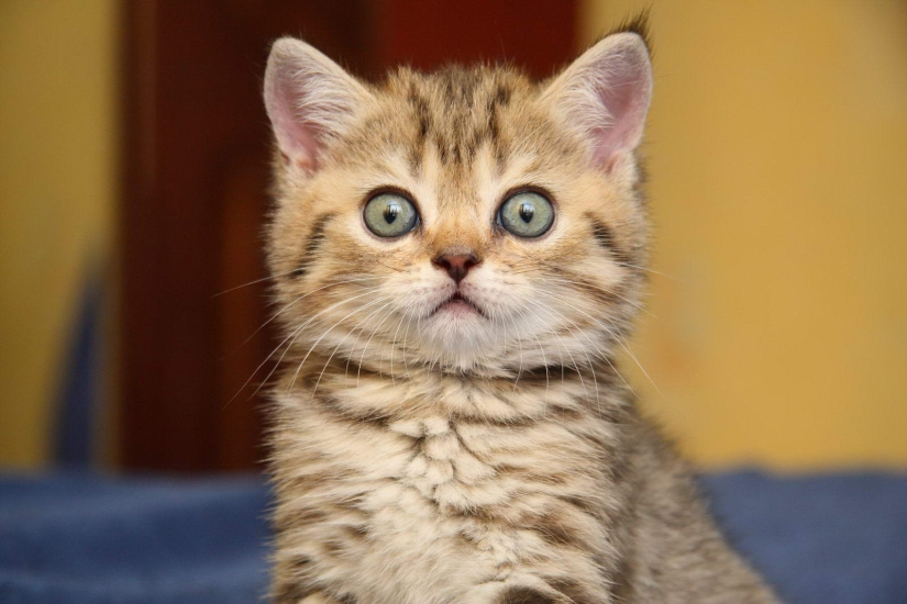 Sellos por encima de todo: una mujer rusa fue encarcelada durante 9 años por el asesinato de un amigo que se negó a alimentar a un gatito