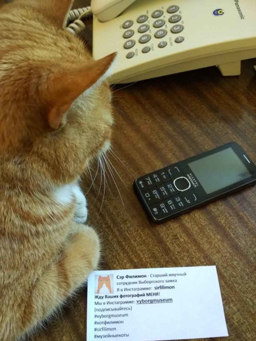 Senior meow employee of Vyborg Castle: the cat received a work record Senior meow employee of Vyborg Castle: the cat received a work record