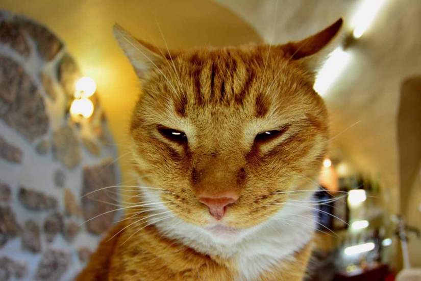 Senior meow employee of Vyborg Castle: the cat received a work record Senior meow employee of Vyborg Castle: the cat received a work record