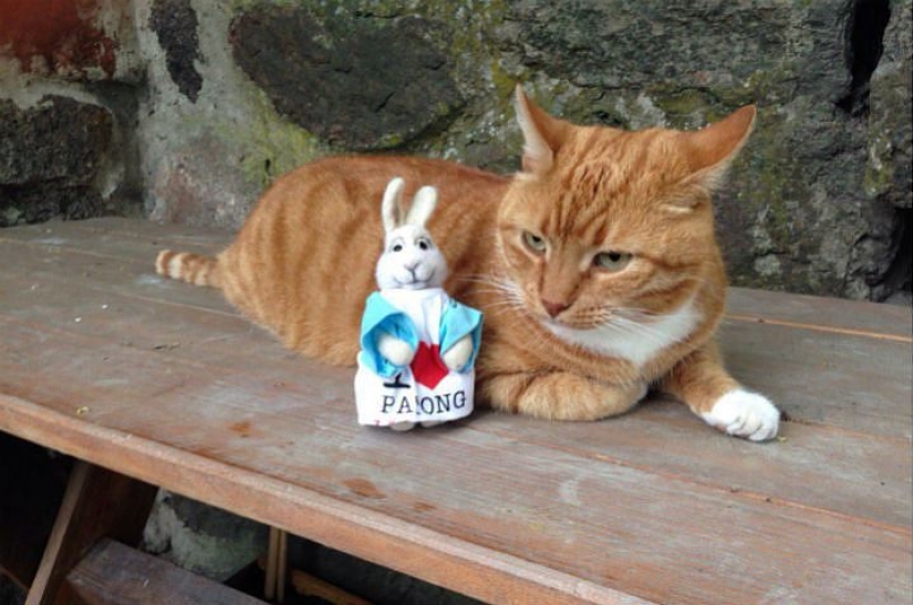 Senior meow employee of Vyborg Castle: the cat received a work record Senior meow employee of Vyborg Castle: the cat received a work record
