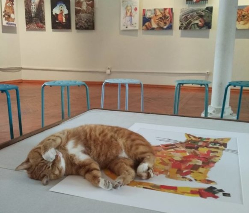 Senior meow employee of Vyborg Castle: the cat received a work record Senior meow employee of Vyborg Castle: the cat received a work record