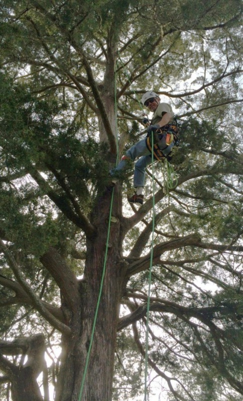 Serial cat rescuer: American retired and now removes animals from trees Serial cat rescuer: American retired and now removes animals from trees