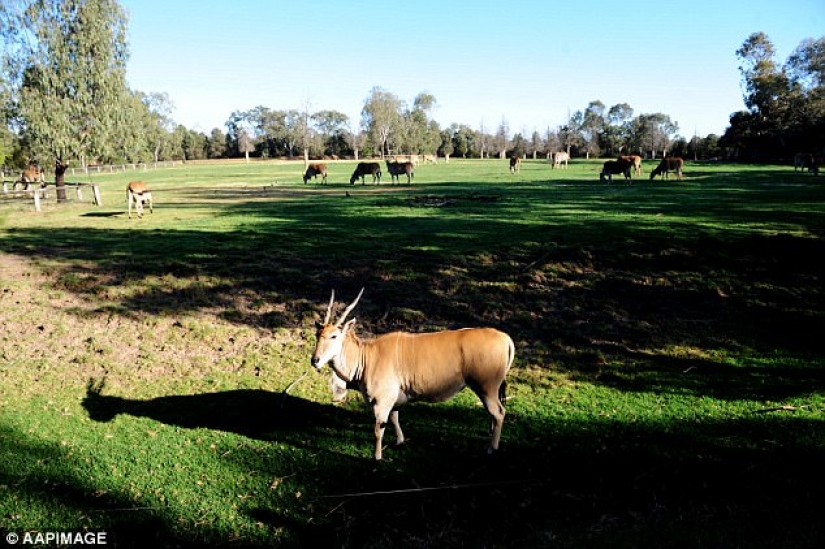 Serial killer from Australia lived secretly in a zoo for 7 years, stealing fruit from animals Serial killer from Australia lived secretly in a zoo for 7 years, stealing fruit from animals