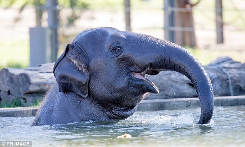 Serial killer from Australia lived secretly in a zoo for 7 years, stealing fruit from animals Serial killer from Australia lived secretly in a zoo for 7 years, stealing fruit from animals