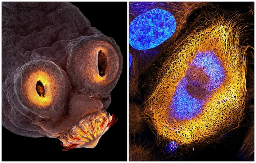 Sex of weevils, the head of a worm, the beauty of mold: Nikon Small World photo contest announced the winners Sex of weevils, the head of a worm, the beauty of mold: Nikon Small World photo contest announced the winners