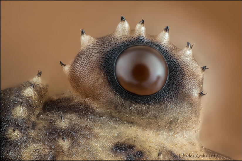 Sex of weevils, the head of a worm, the beauty of mold: Nikon Small World photo contest announced the winners Sex of weevils, the head of a worm, the beauty of mold: Nikon Small World photo contest announced the winners