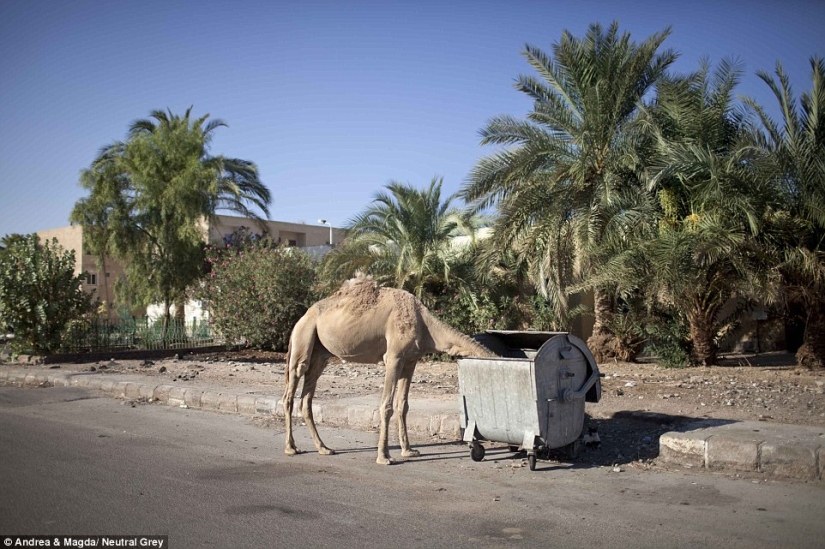 Sharm el-Sheikh: a ghost town? Sharm el-Sheikh: a ghost town?