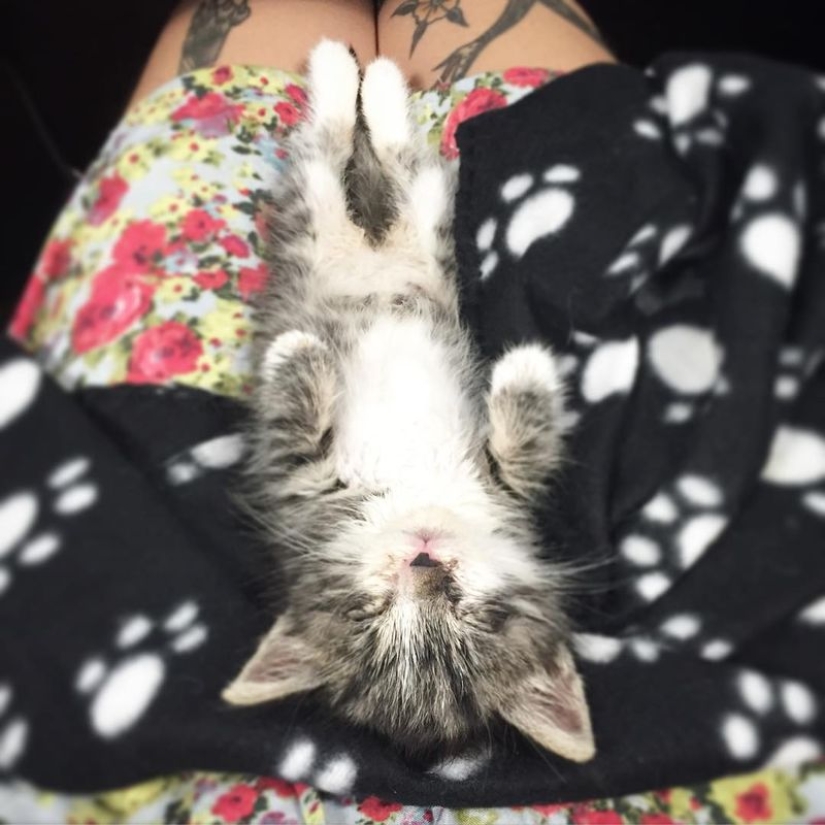 She saves kittens. The cutest job in the world