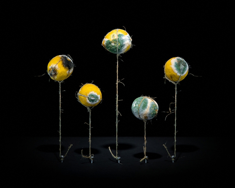 Sickeningly beautiful rotten food