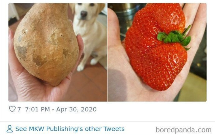 Size matters! 30+ examples, when couriers brought the giant fruits and vegetables