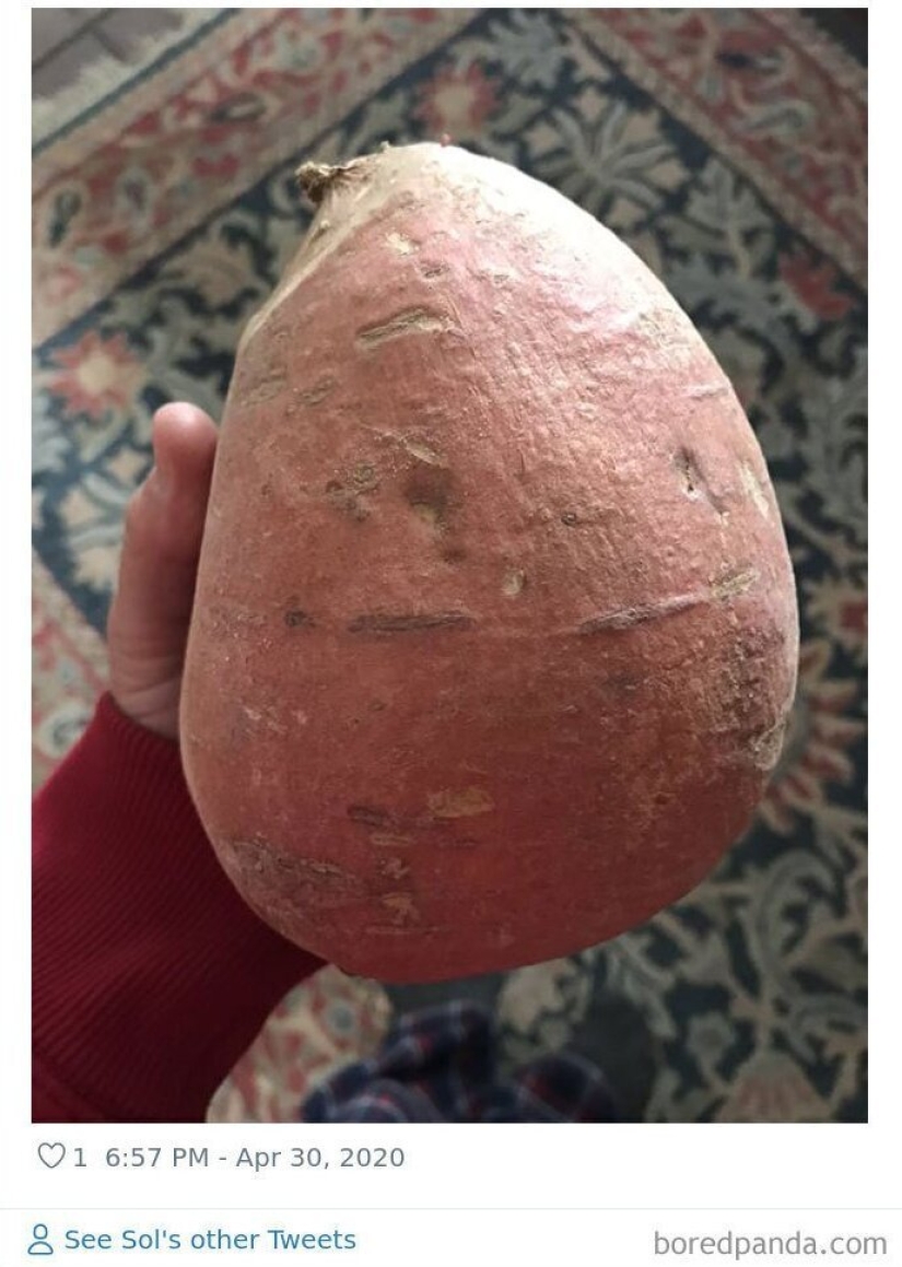 Size matters! 30+ examples, when couriers brought the giant fruits and vegetables